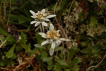 Leontopodium nivale (Ten.) Heut. em. Lakušić