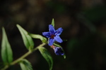 Lithospermum purpureo-coeruleum