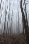 Köd a fák között