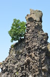 Magányos fa a sziklán