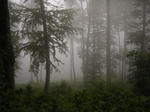 Erdő a ködben