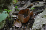 Manyag flakon (barna cssze) gomba