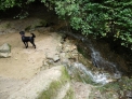 Kutya a vízesésben