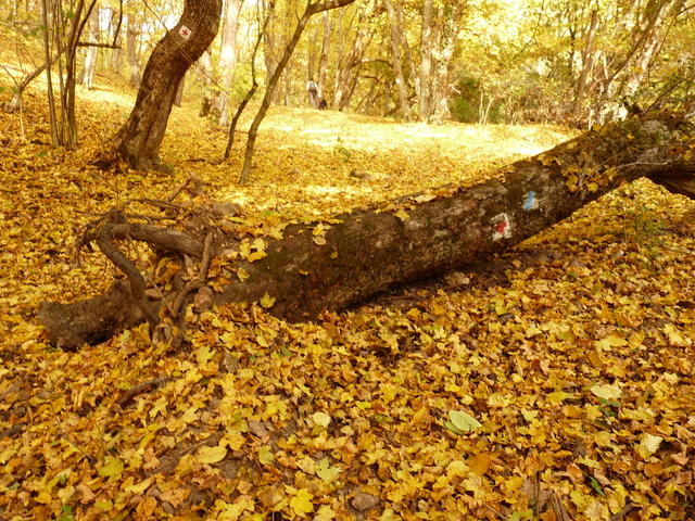 A képhez tartozó alt jellemző üres; 20241018_101325.jpg a fájlnév