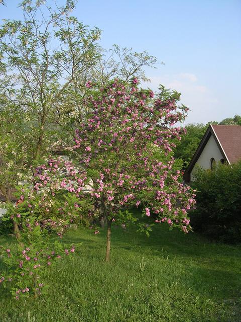 A képhez tartozó alt jellemző üres; 20241018_101325.jpg a fájlnév