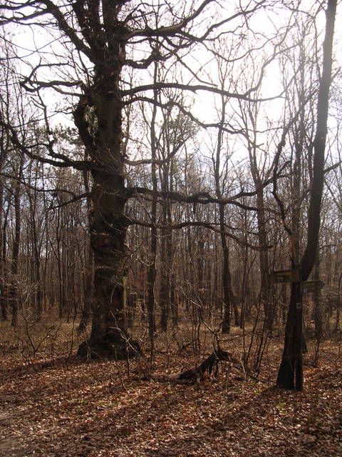 A képhez tartozó alt jellemző üres; 20241018_101325.jpg a fájlnév
