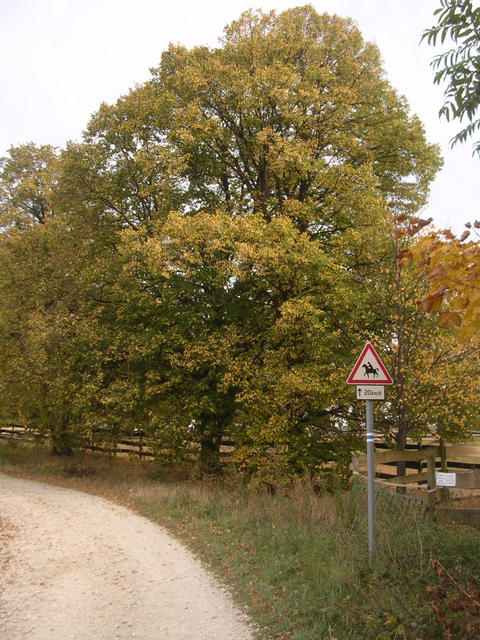 A képhez tartozó alt jellemző üres; 20241018_101325.jpg a fájlnév