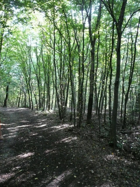 A képhez tartozó alt jellemző üres; 20241018_101325.jpg a fájlnév