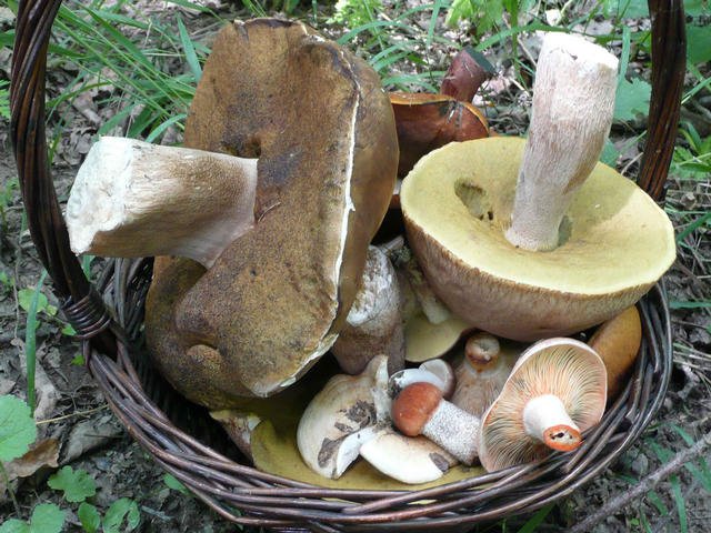 A képhez tartozó alt jellemző üres; 20241018_101325.jpg a fájlnév